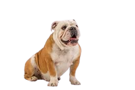 Imagem do comunicado