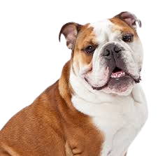 Imagem do comunicado